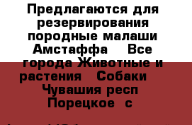 Предлагаются для резервирования породные малаши Амстаффа  - Все города Животные и растения » Собаки   . Чувашия респ.,Порецкое. с.